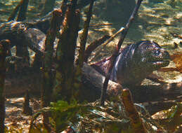 Image of Bar-cheeked eel