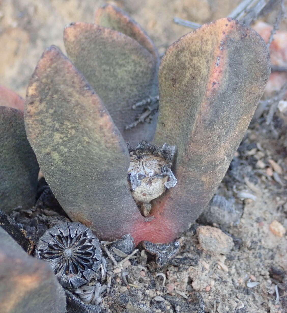 Plancia ëd Pleiospilos compactus (Ait.) Schwant.