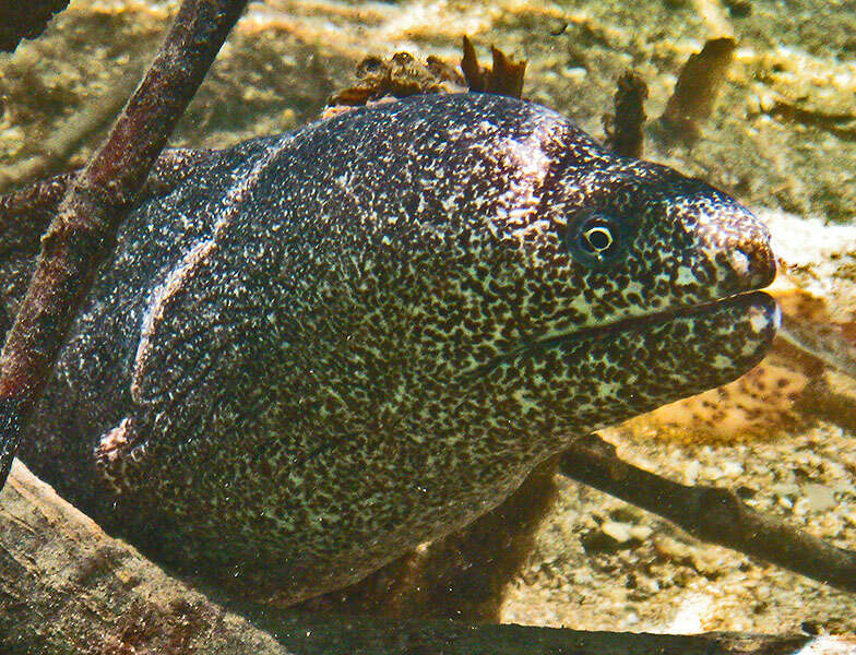 Image of Bar-cheeked eel