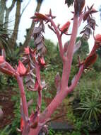 Image of Echeveria gibbiflora DC.