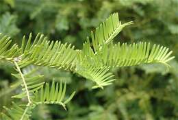 Imagem de Cephalotaxus harringtonii (Knight ex J. Forbes) K. Koch