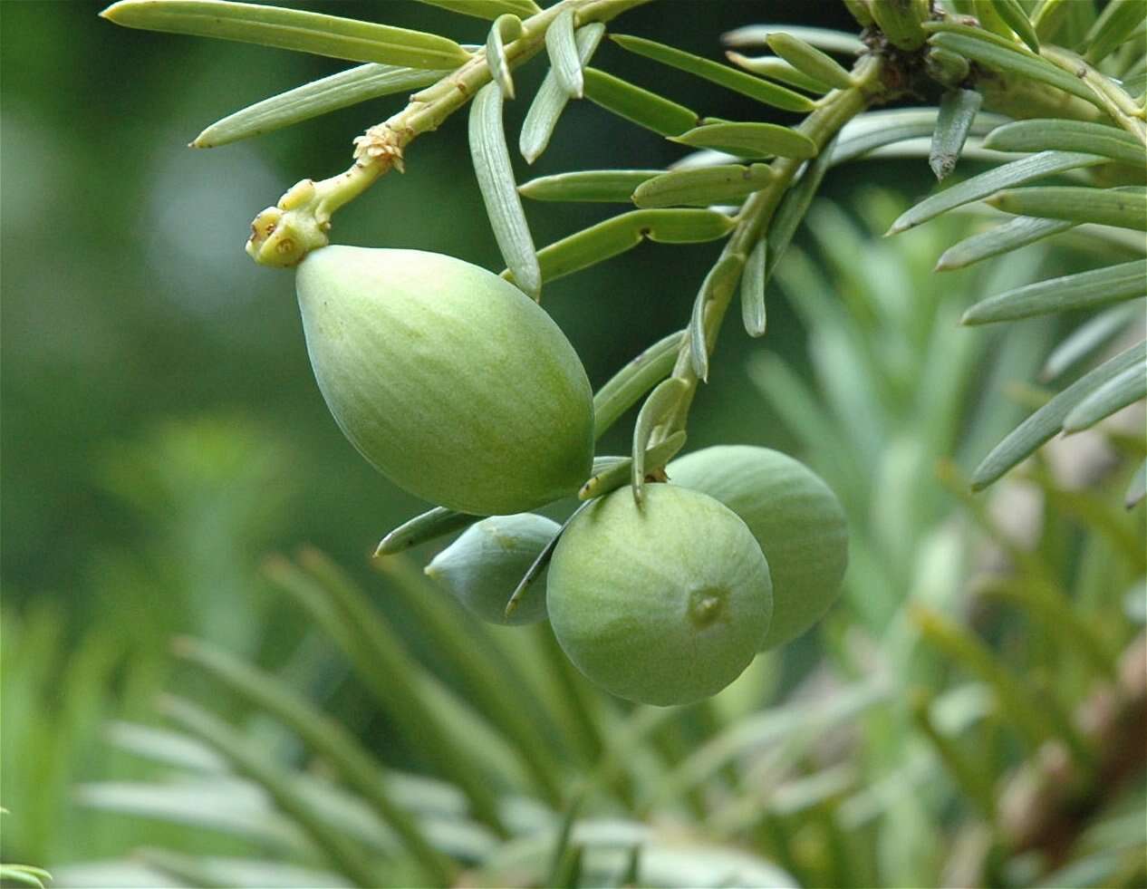 Image of Harrington's Plum Yew