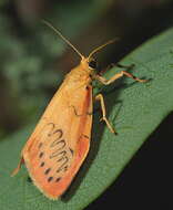 Image of rosy footman