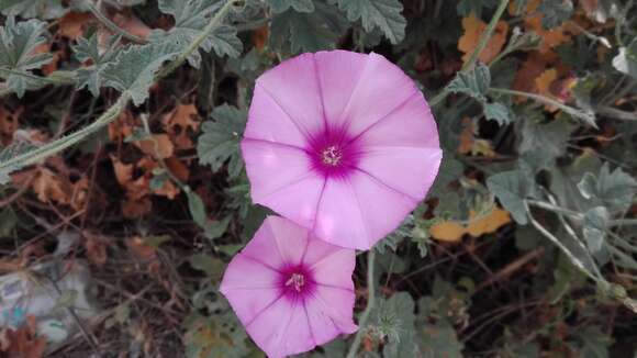 Image of mallow bindweed