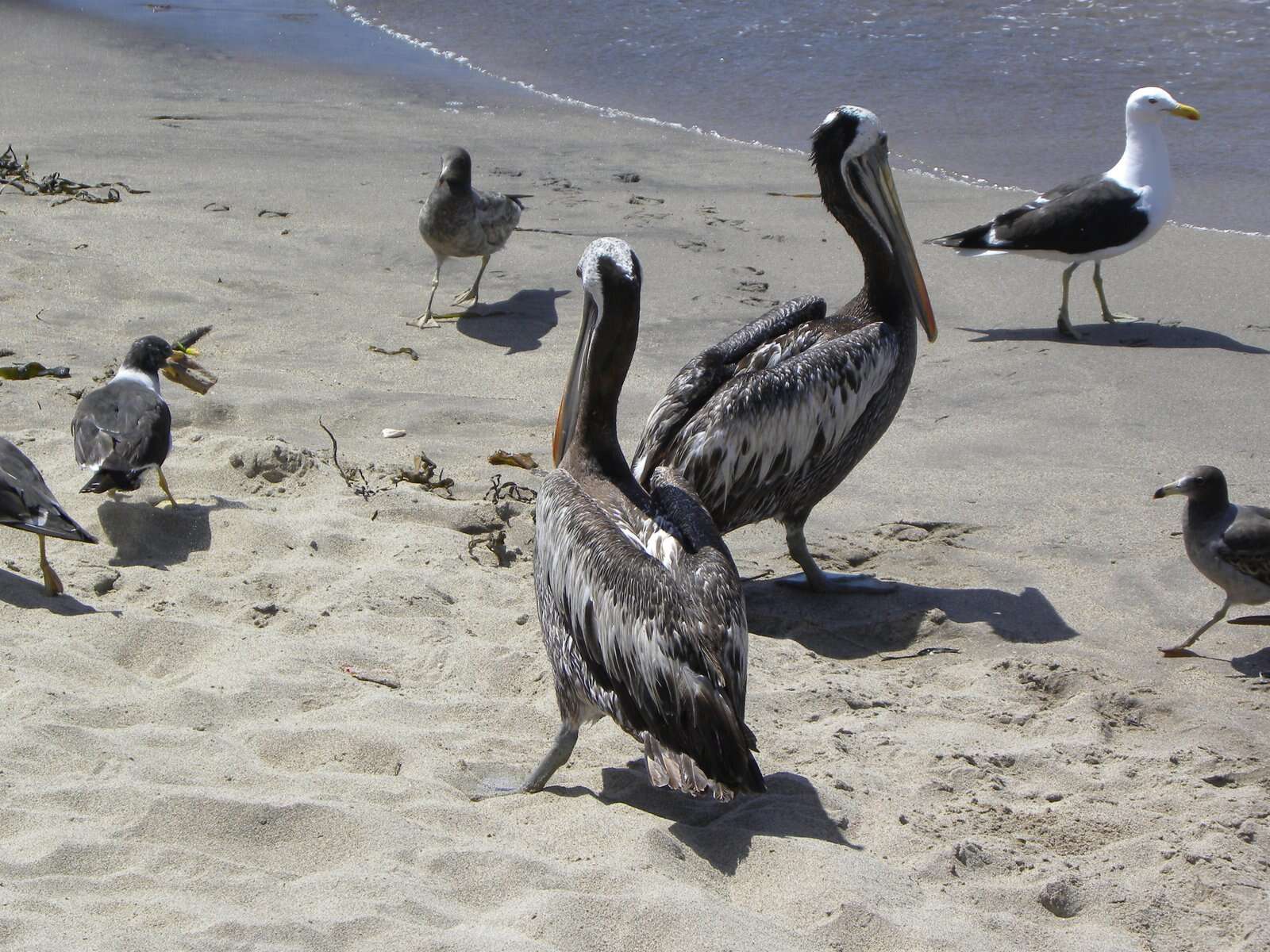 Image of Peruvian Pelican