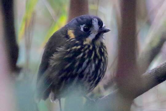 Image of Crescent-chested antpitta