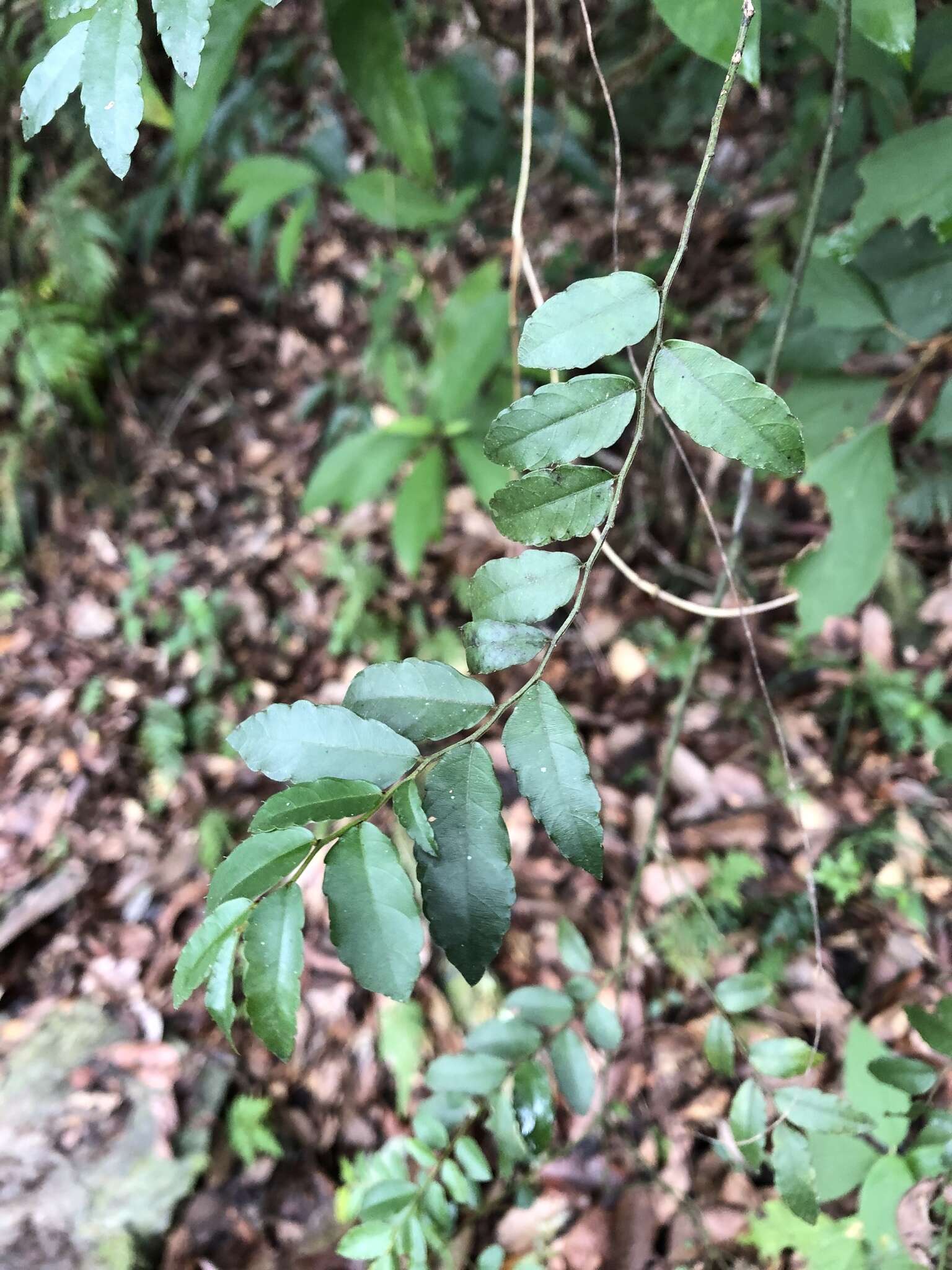 Image of Ventilago elegans Hemsl.