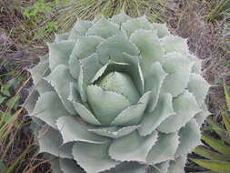 Image of Agave ovatifolia G. D. Starr & Villarreal