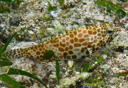 Image of Dwarf-spotted Grouper