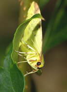 Image of brimstone moth