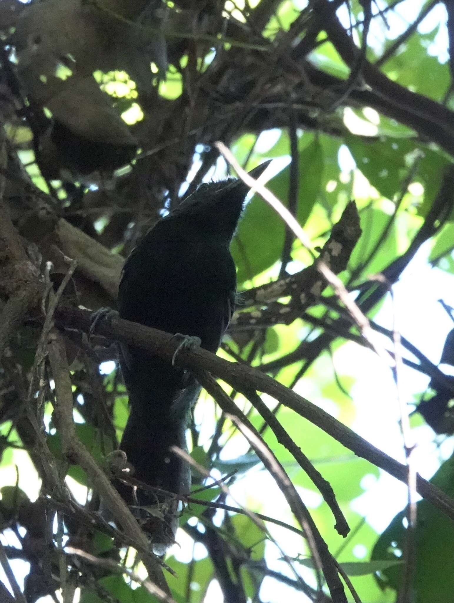 Image of Rio Branco Antbird