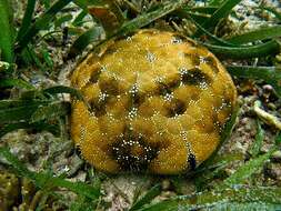 Image of Cushion star