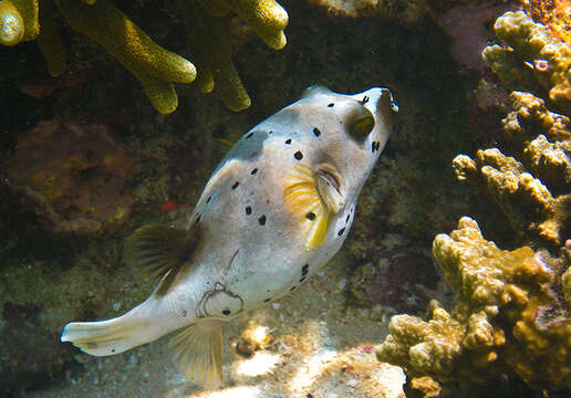 Image of Black Spotted Blow Fish