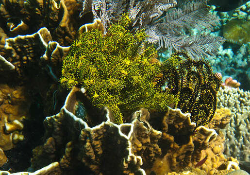 Image of Bottlebrush Feather Star