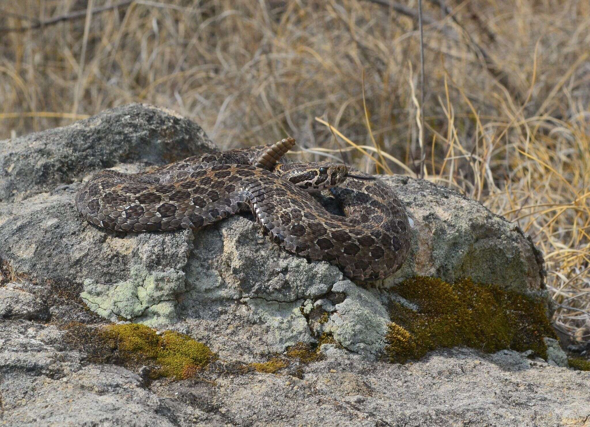 Image of Mexican Lancehead Rattlesnake