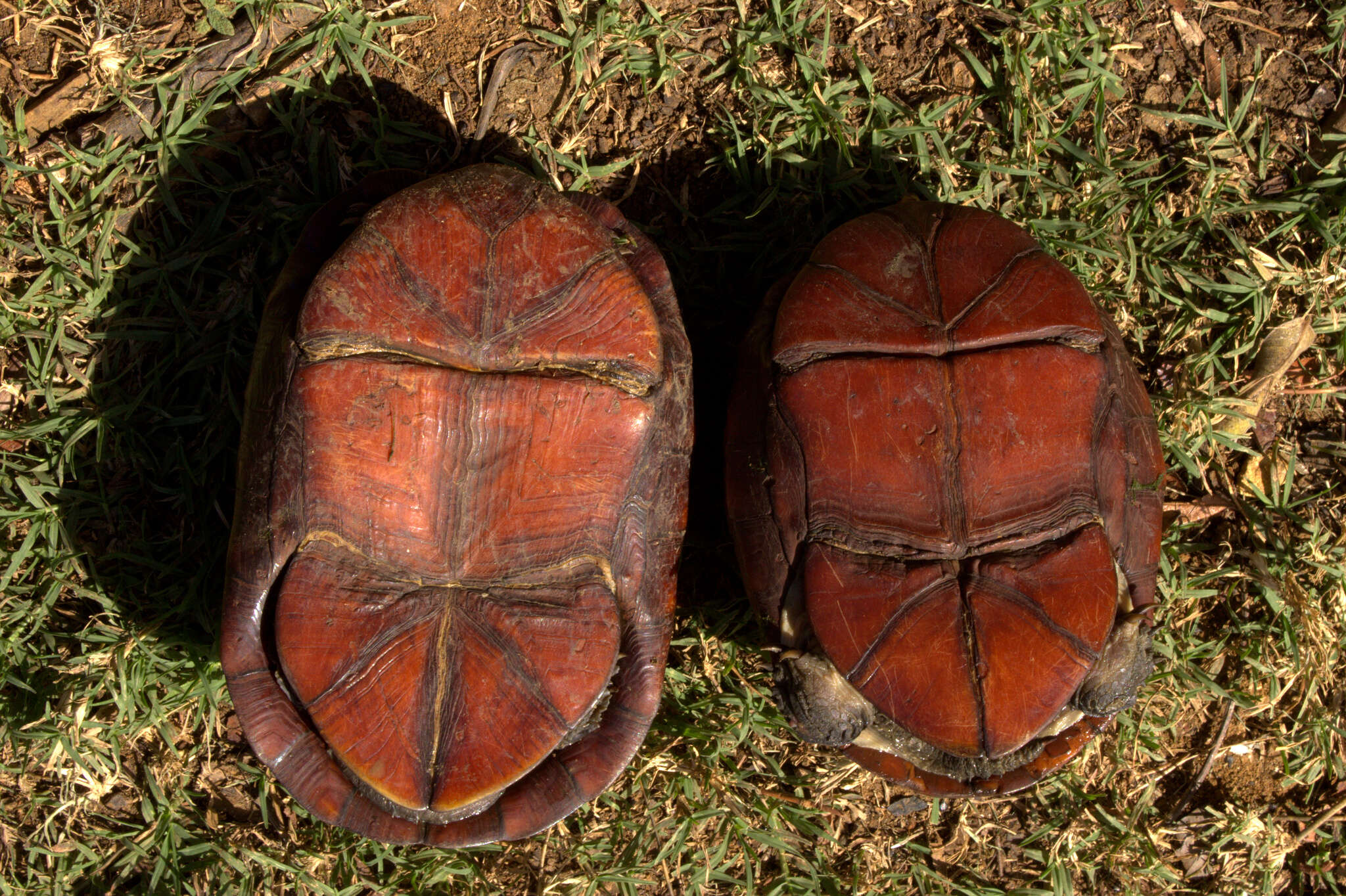 Image of Kinosternon scorpioides albogulare (Duméril & Bocourt 1870)