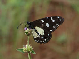 Amauris echeria serica Talbot 1940 resmi