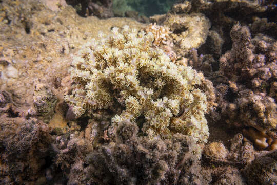 Image of Scalpel Coral