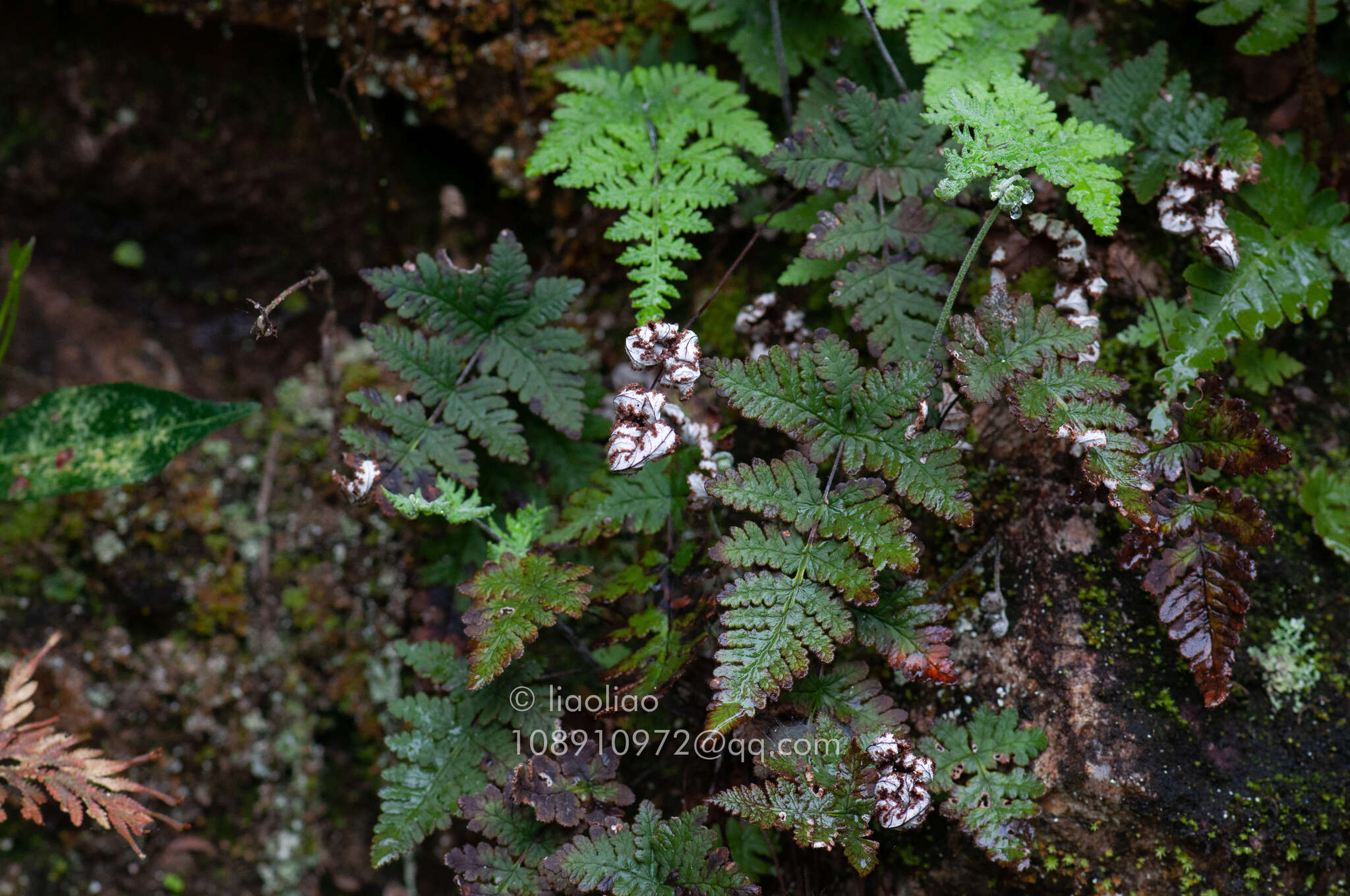 Image of Aleuritopteris anceps (Blanf.) Panigr.