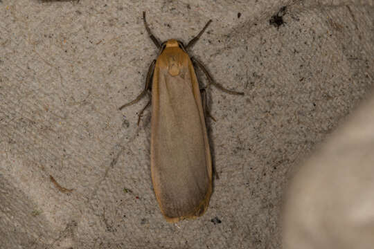 Image of buff footman