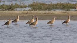 Image of Long-billed Curlew