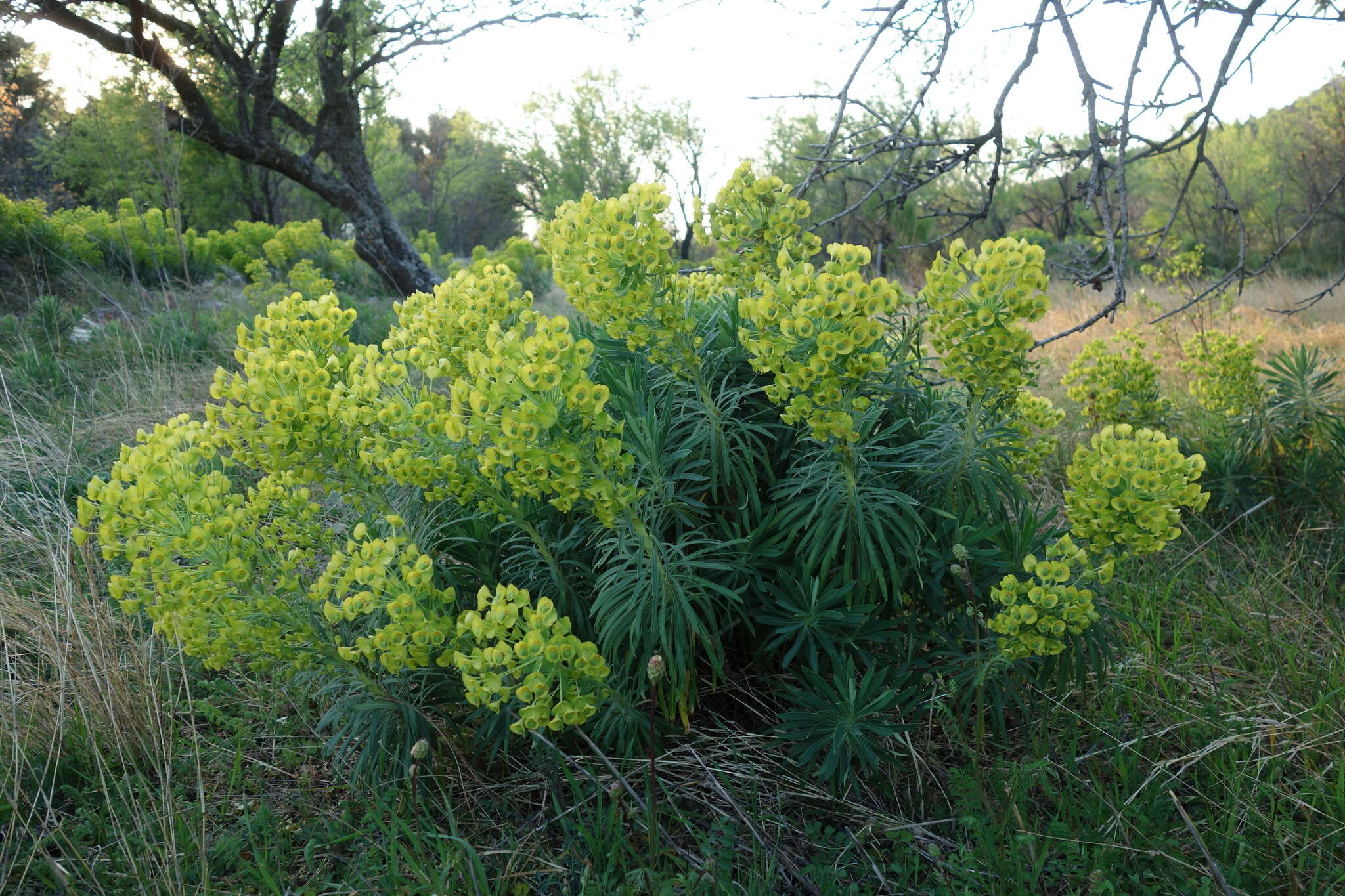Image of Euphorbia characias subsp. wulfenii (Hoppe ex W. D. J. Koch) Radcl.-Sm.