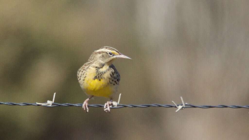 Image of Western Meadowlark