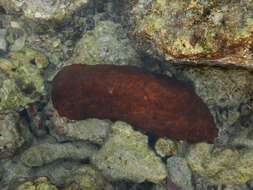 Image of Surf Redfish