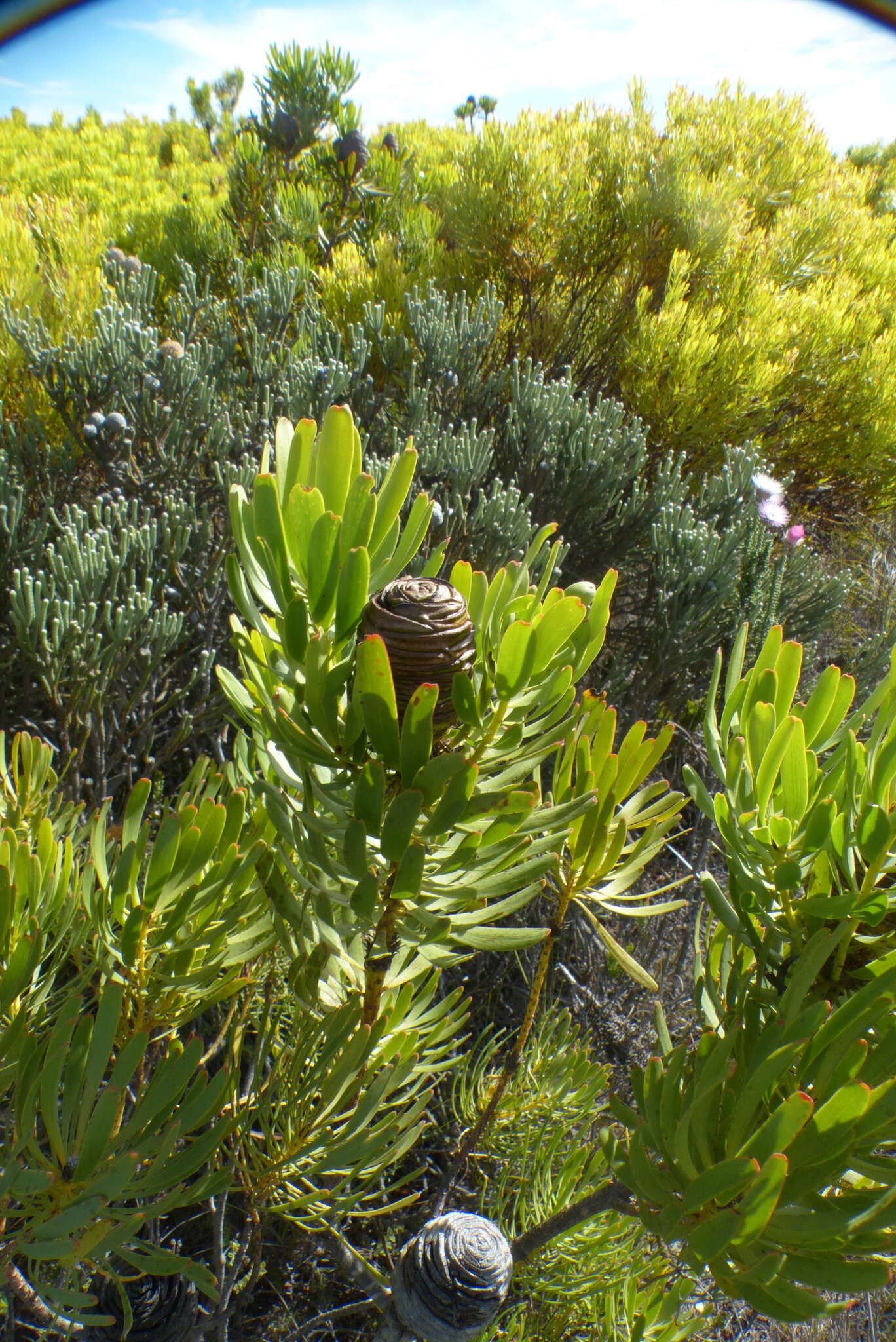 Image of Leucadendron platyspermum R. Br.