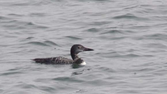 Image of loons