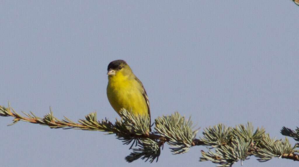 Image of Lesser Goldfinch