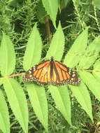 Image of Monarch