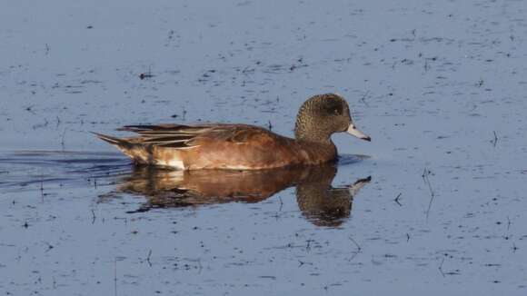 Image of American Wigeon