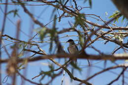 Image of Black-capped Gnatcatcher