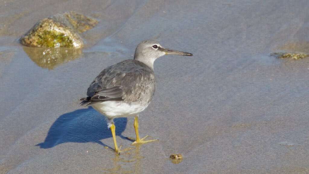 Image of Wandering (Alaskan) Tattler