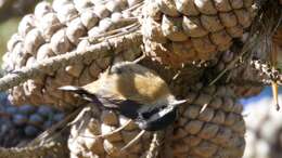 Image of Red-breasted Nuthatch