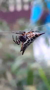 Image of Gasteracantha thomasinsulae Archer 1951