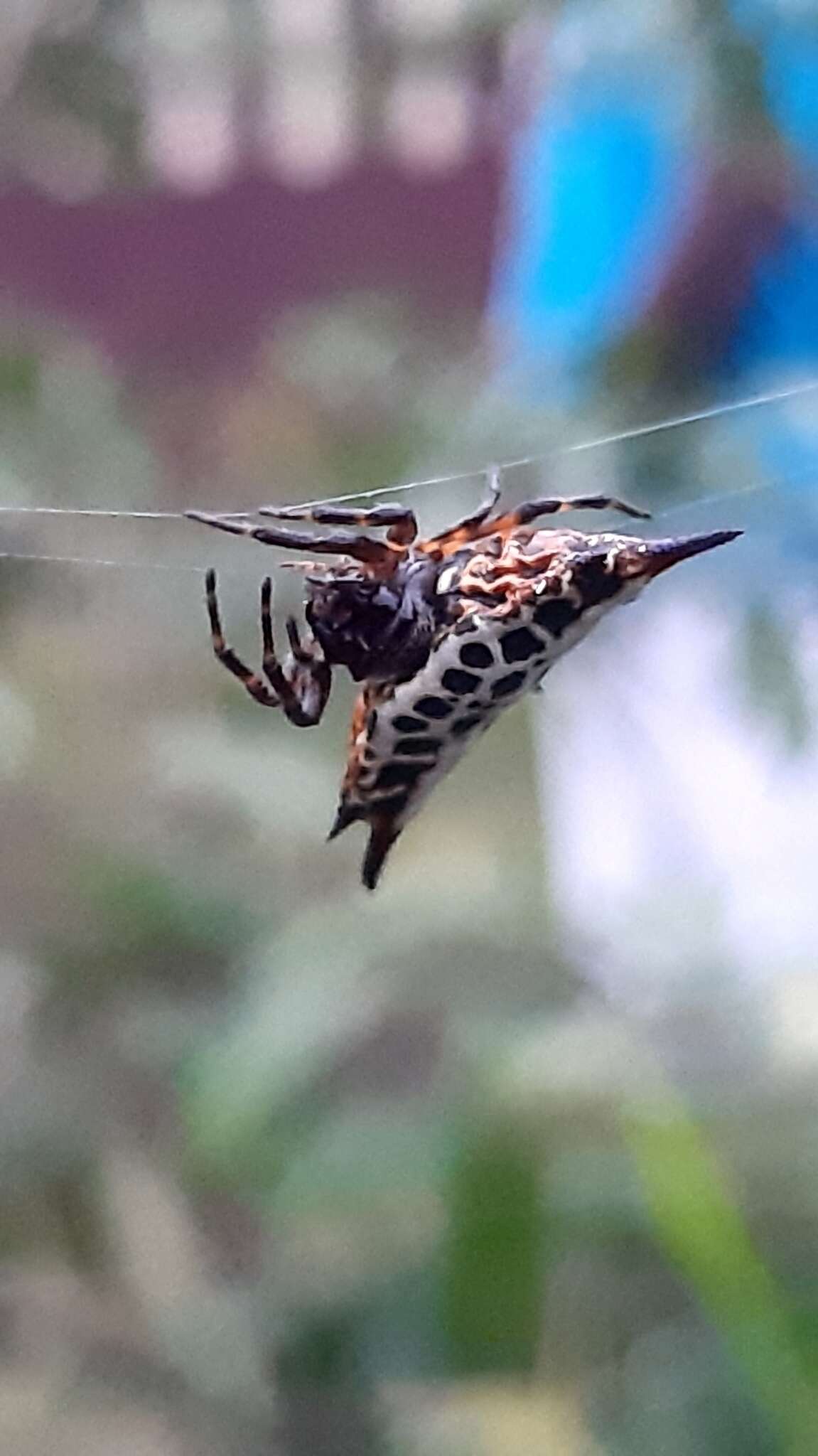 Image of Gasteracantha thomasinsulae Archer 1951