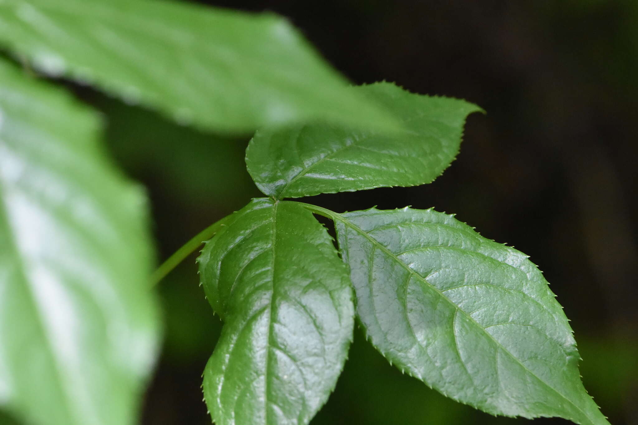 صورة Euonymus leiophloeus Stev.