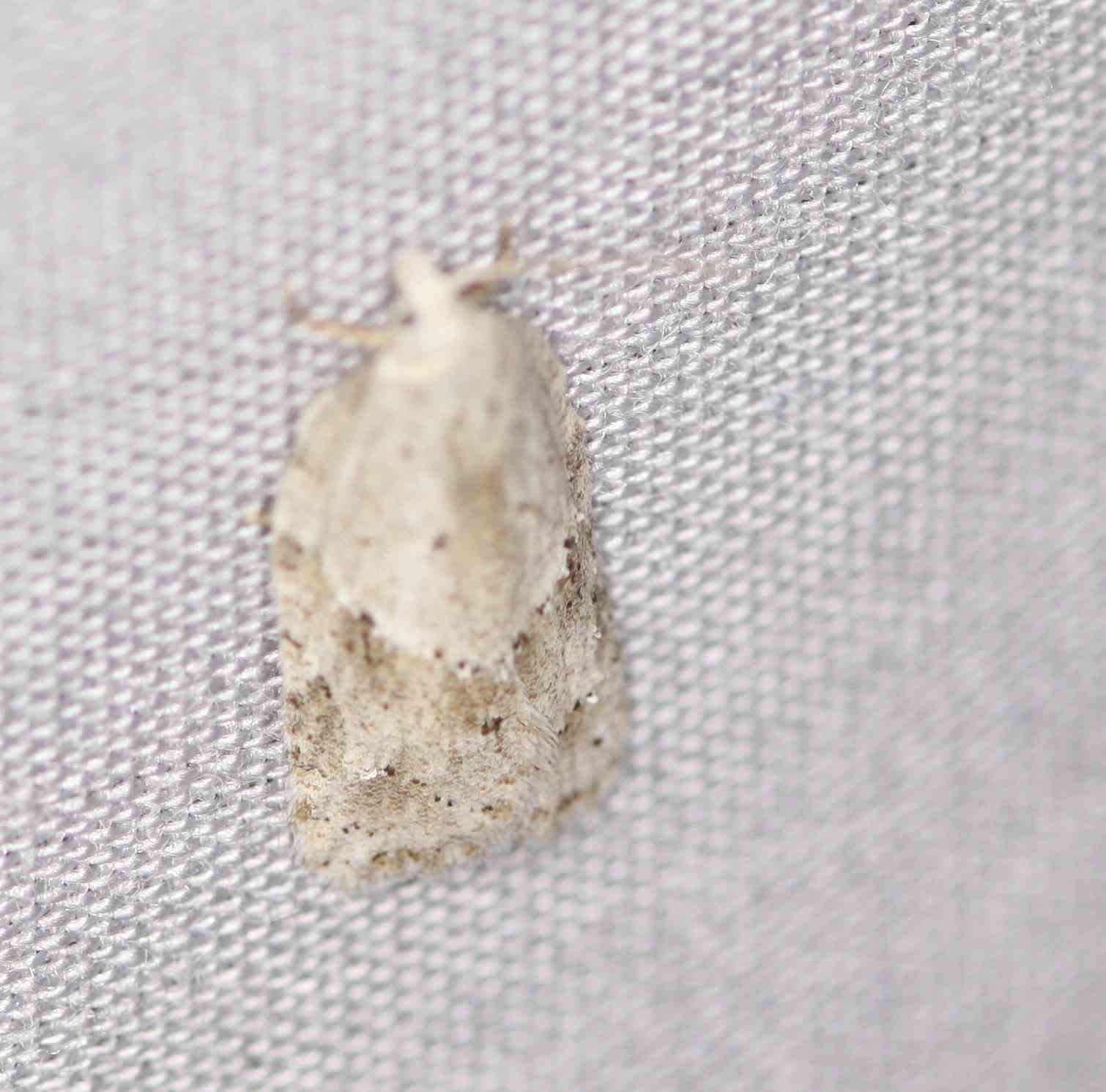 صورة Acleris placidus Yasuda & Kawabe 1980