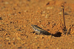 Trachylepis spilogaster (Peters 1882)的圖片