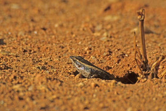 Image of Kalahari Tree Skink