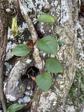 Image de Anredera vesicaria (Lam.) Gaertn. fil.