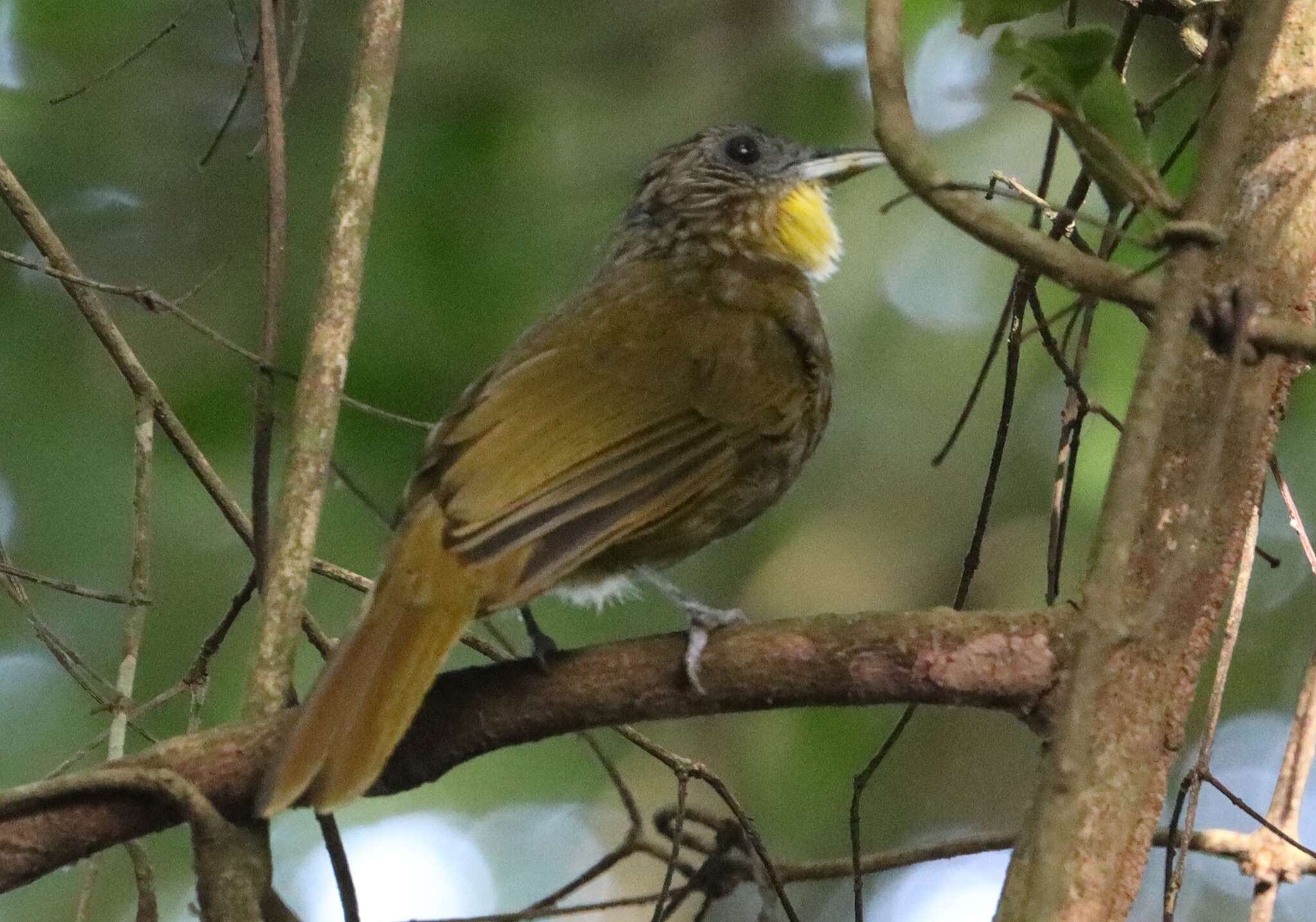 Image of Bearded Bulbul