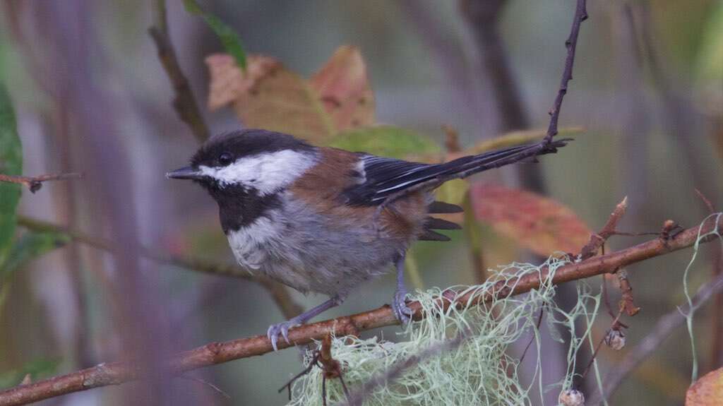 Image of Chestnut-backed Chickadee