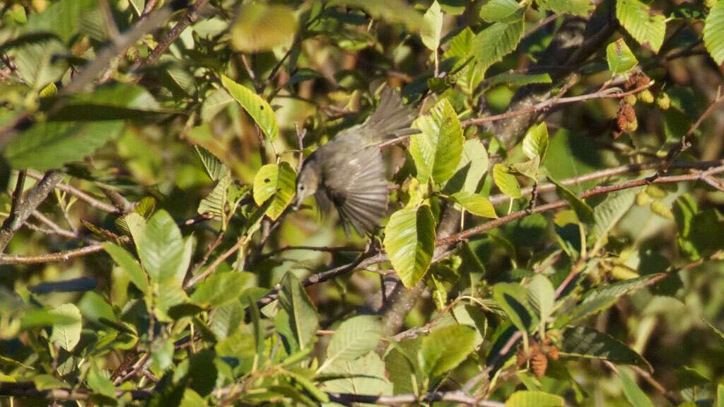 Image of Dusky Warbler