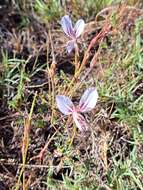 Image of Pelargonium caucalifolium subsp. convolvulifolium (Schltr. ex Knuth) J. J. A. Van der Walt