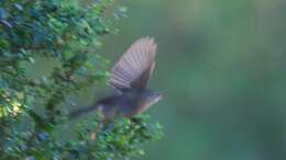 Image of Dusky Warbler