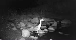 Image of White-backed Night Heron