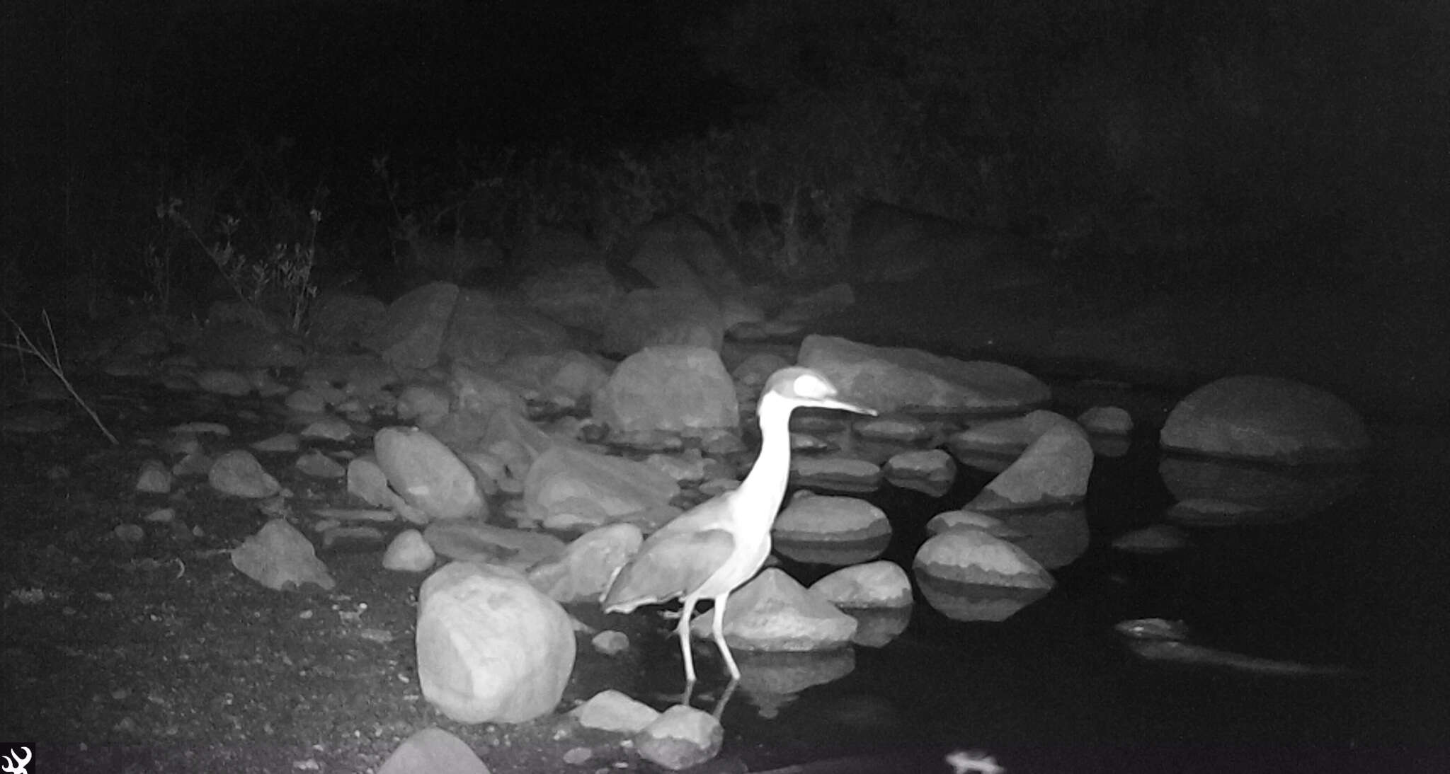Image of White-backed Night Heron